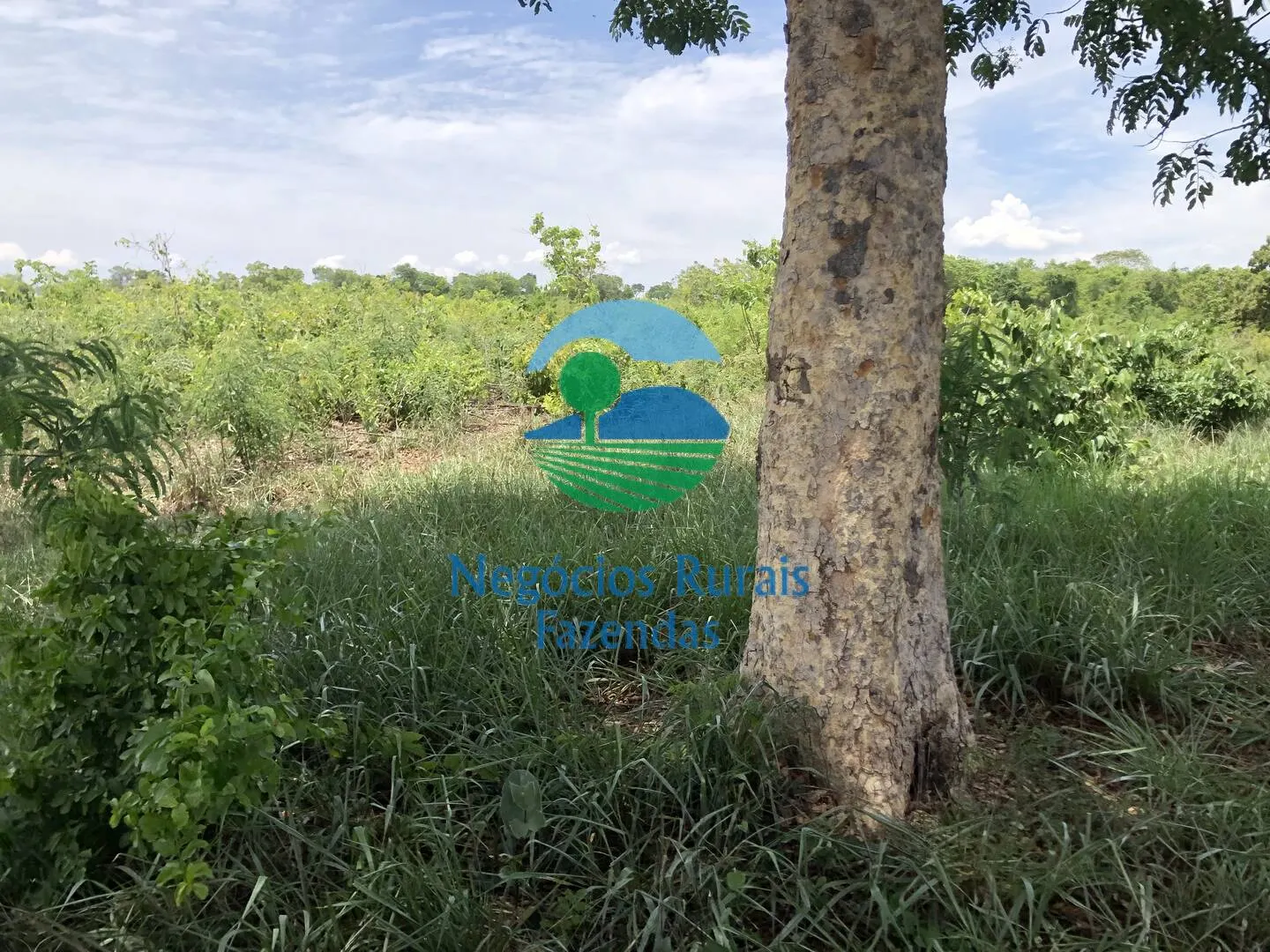 Fazenda à venda de 266 ha em Palmeirópolis, TO, Brasil