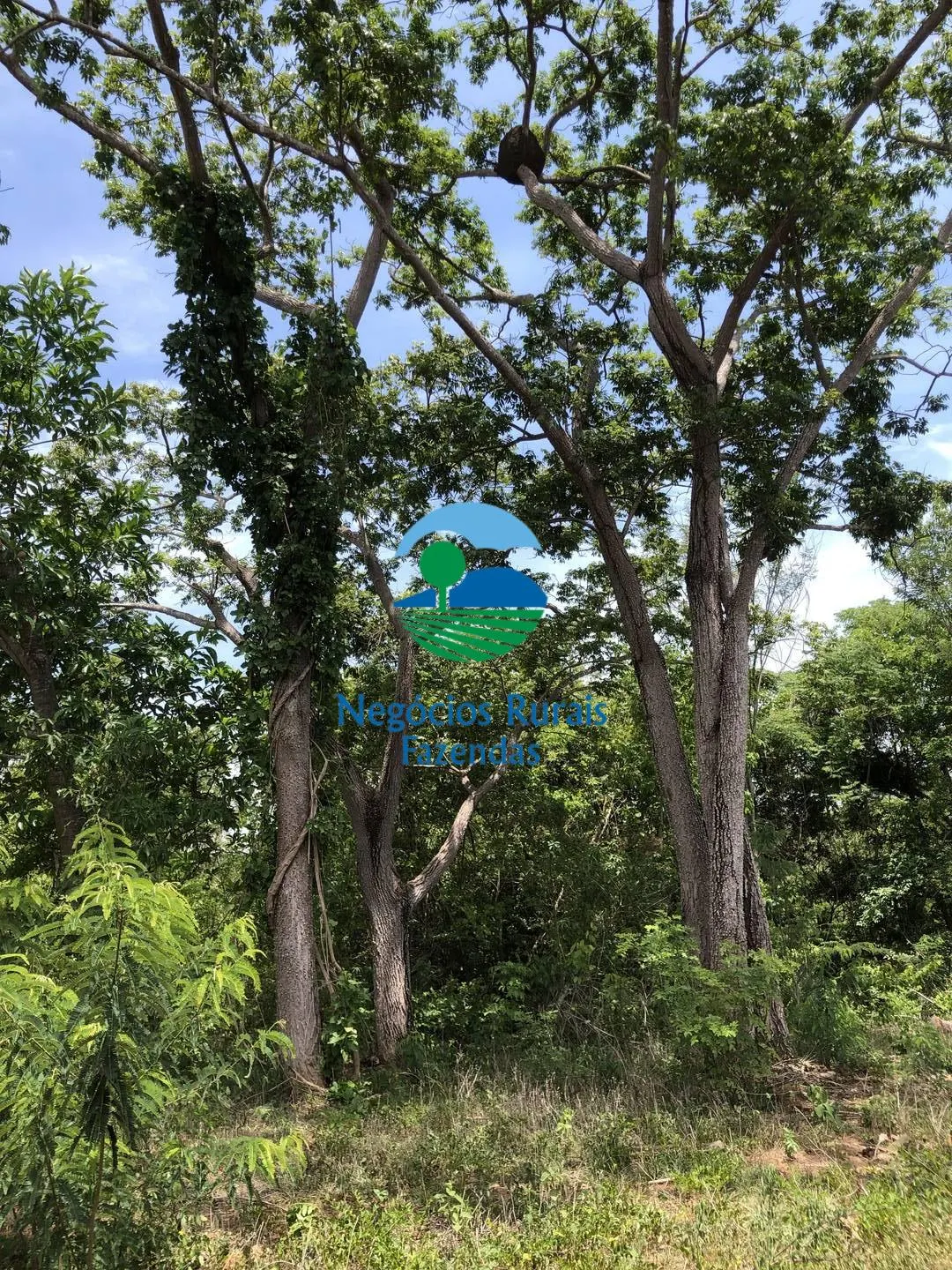 Fazenda à venda de 266 ha em Palmeirópolis, TO, Brasil
