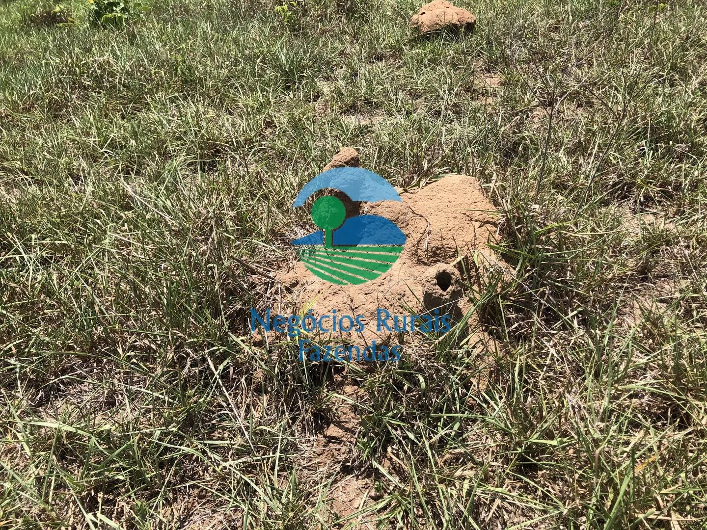 Fazenda à venda de 266 ha em Palmeirópolis, TO, Brasil