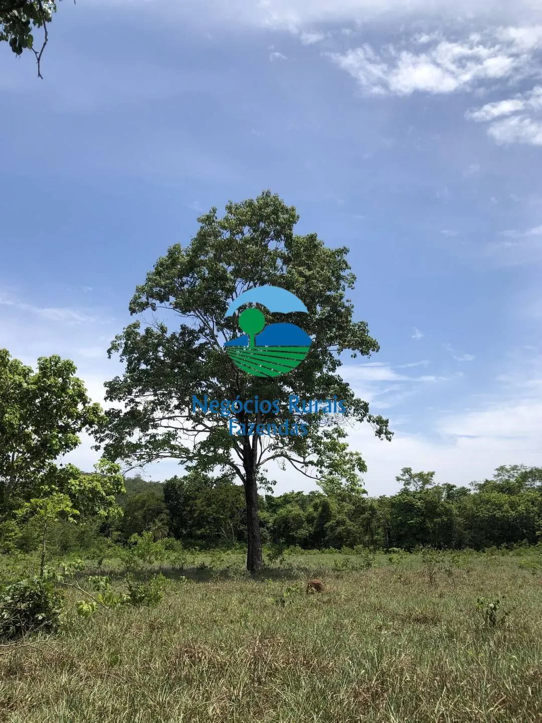 Fazenda à venda de 266 ha em Palmeirópolis, TO, Brasil