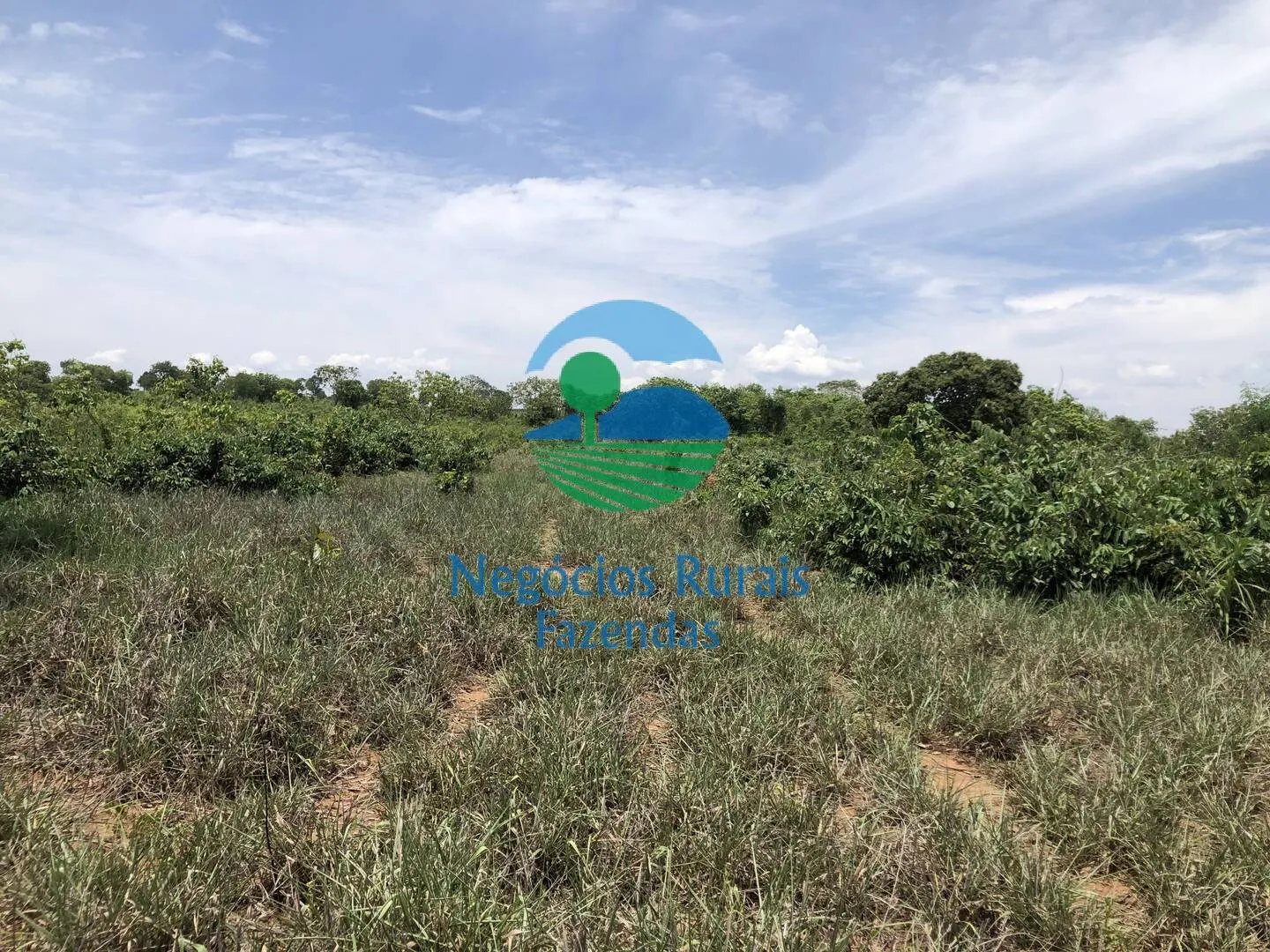 Fazenda à venda de 266 ha em Palmeirópolis, TO, Brasil