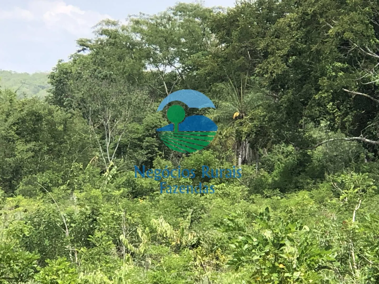 Fazenda à venda de 266 ha em Palmeirópolis, TO, Brasil