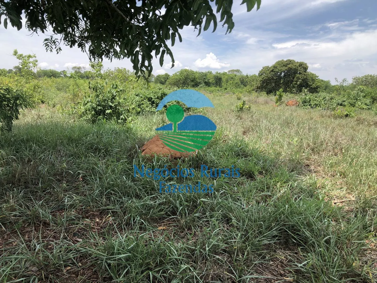 Fazenda à venda de 266 ha em Palmeirópolis, TO, Brasil