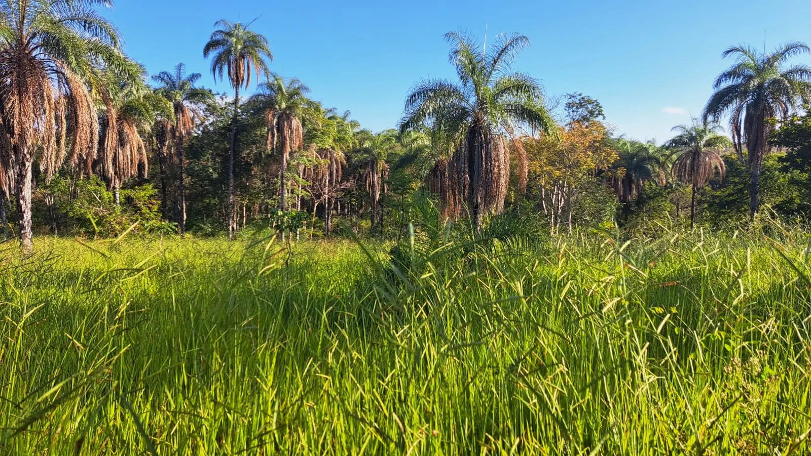 Fazenda à venda e para Arrendar de 528 ha em São Gonçalo do Abaeté, MG, Brasil