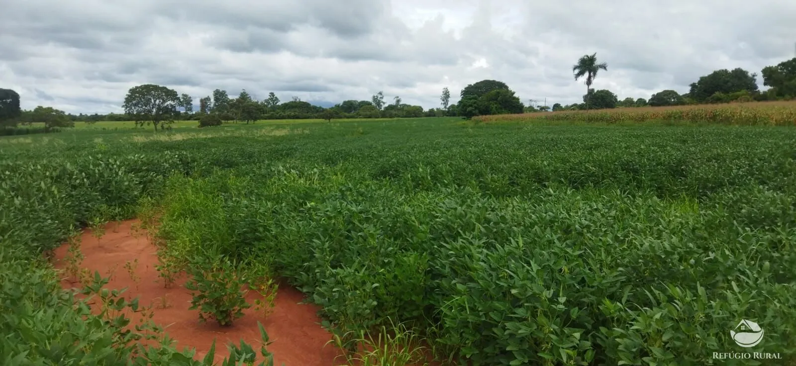 Sítio à venda de 9 ha em Frutal, MG, Brasil
