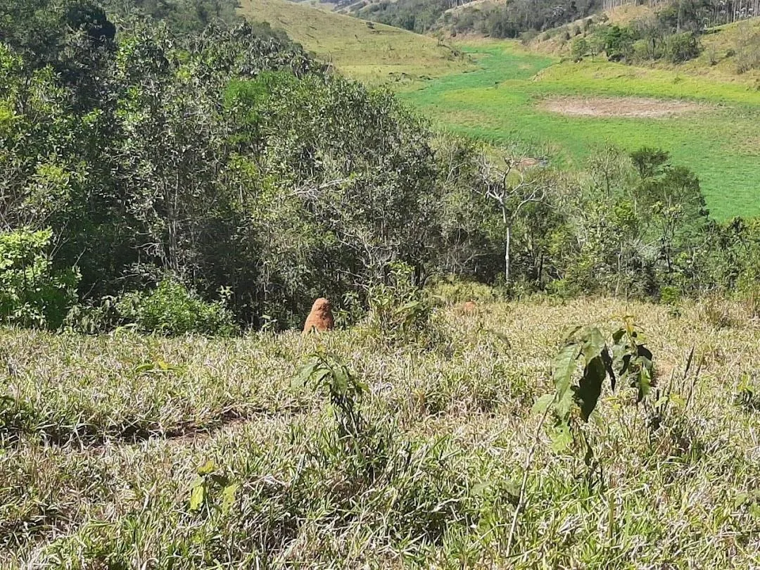 Fazenda à venda de 200 ha em Jambeiro, SP, Brasil
