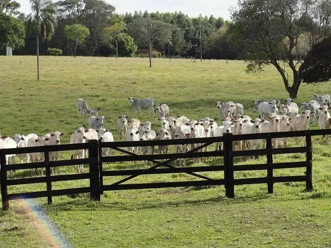 Fazenda à venda de 230 ha em Avaré, SP, Brasil