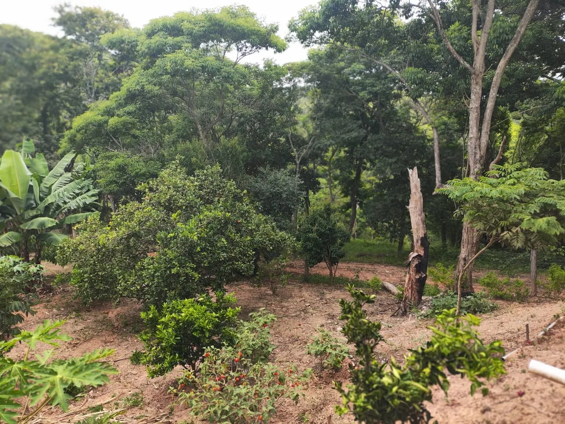 Small farm for sale of 8 acres in Jambeiro, SP, Brazil