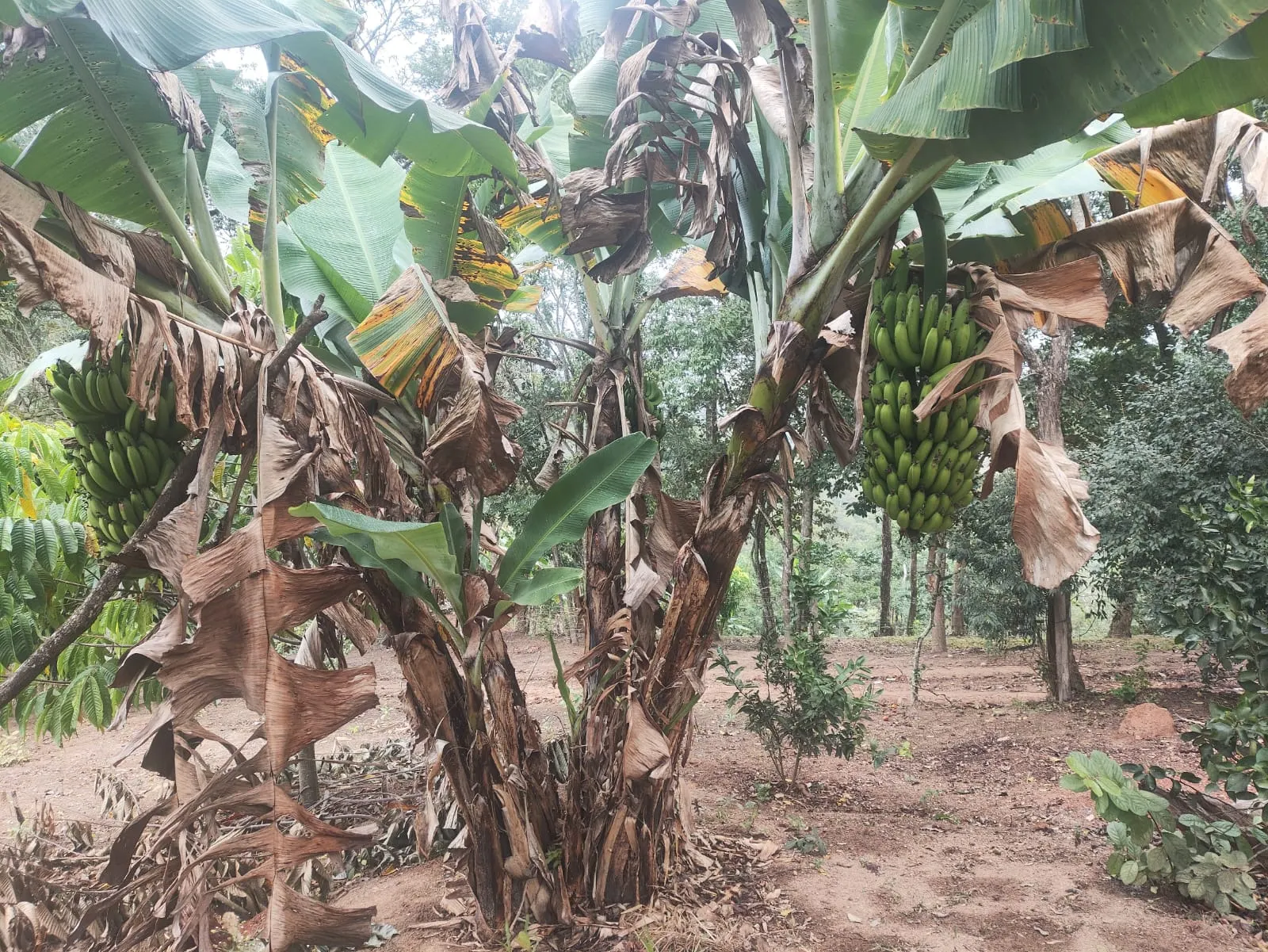 Small farm for sale of 8 acres in Jambeiro, SP, Brazil