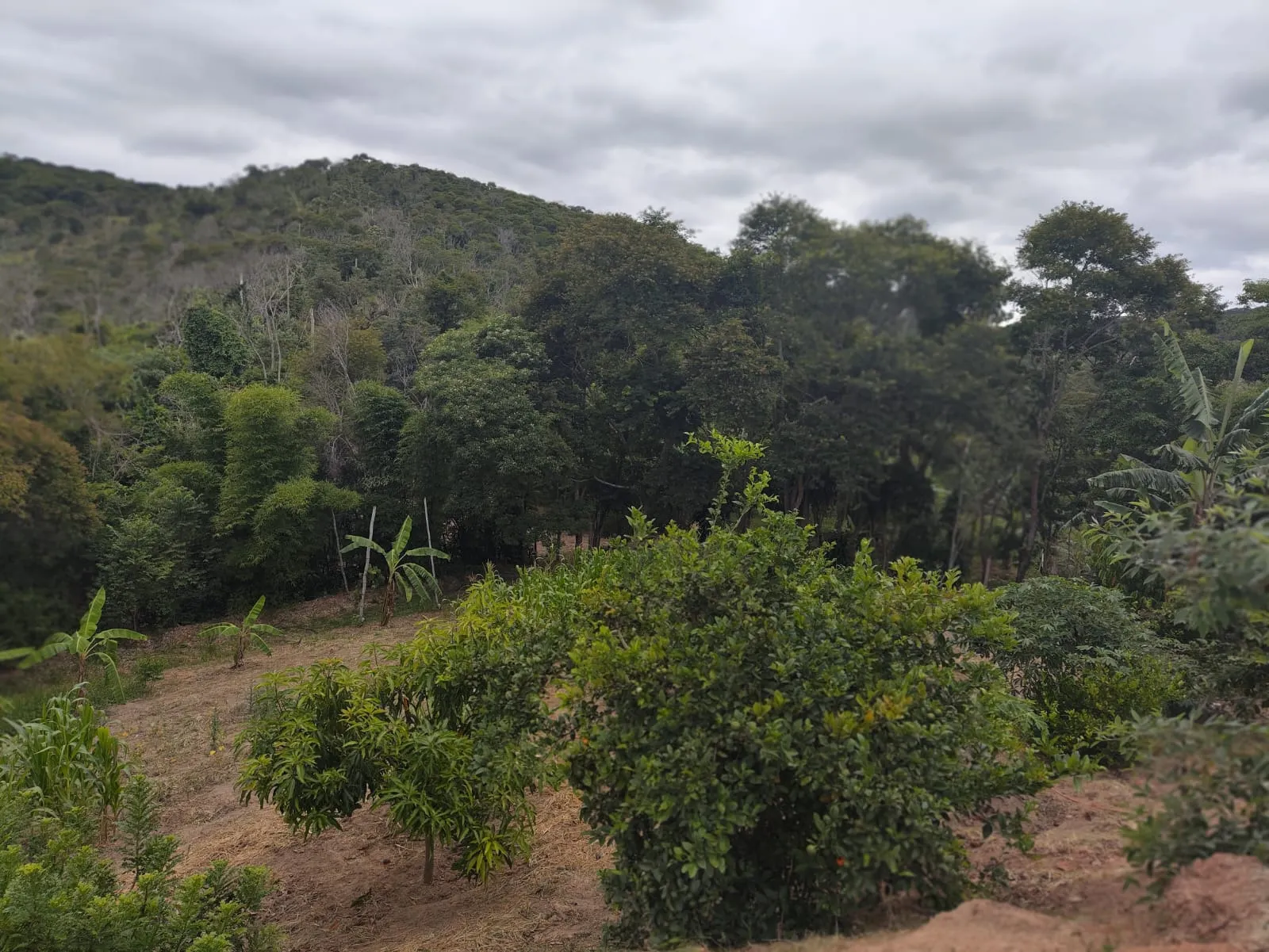 Small farm for sale of 8 acres in Jambeiro, SP, Brazil