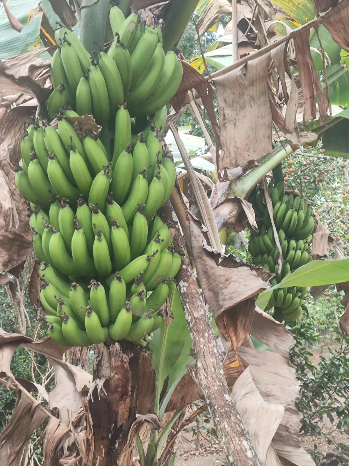 Small farm for sale of 8 acres in Jambeiro, SP, Brazil