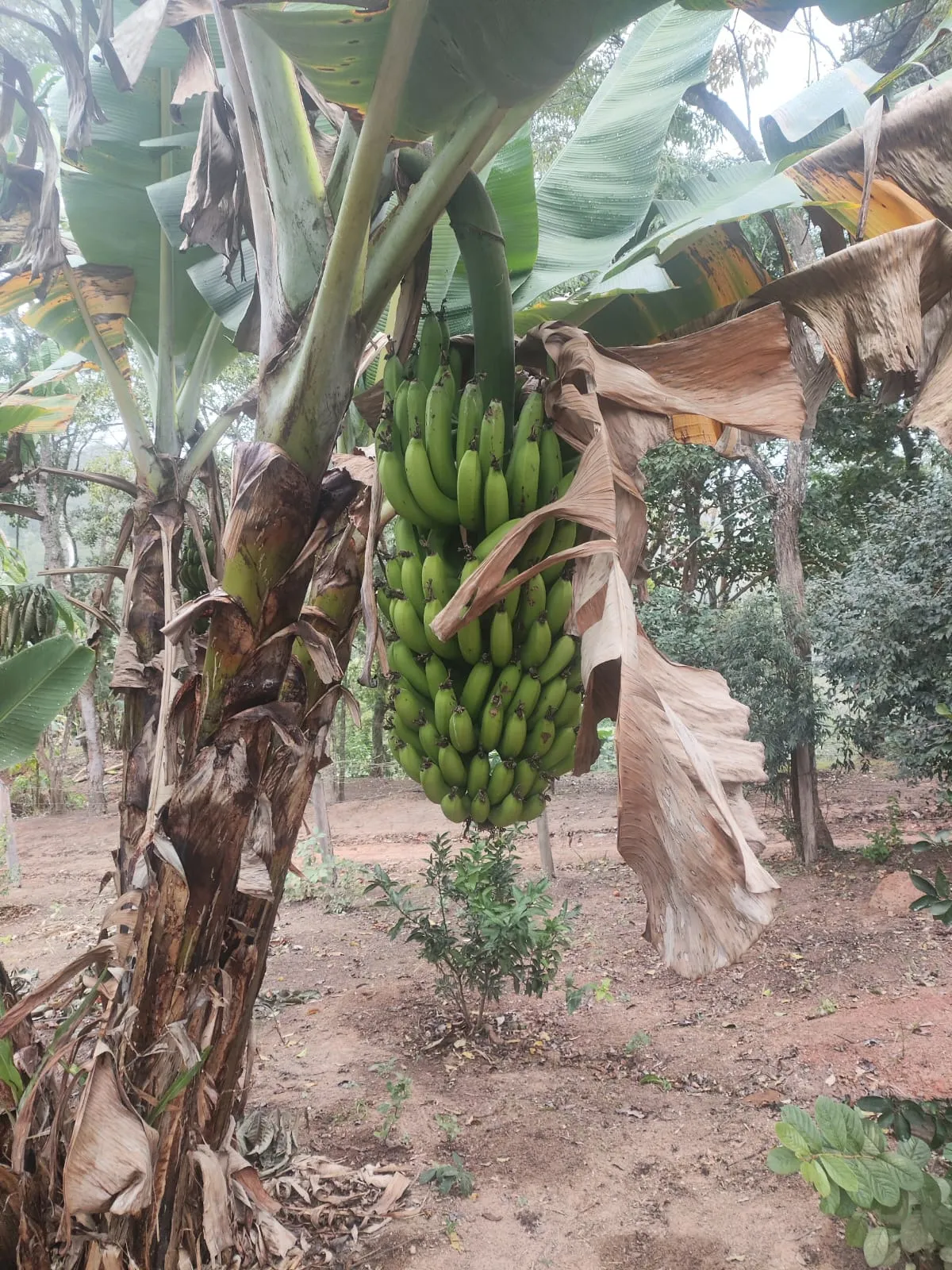 Small farm for sale of 8 acres in Jambeiro, SP, Brazil