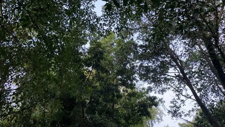 Plot for sale of 400 m² in Santo Antônio da Patrulha, RS, Brazil