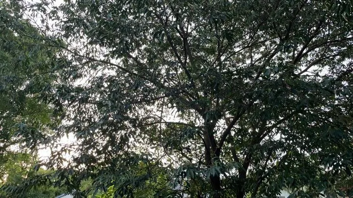 Plot for sale of 400 m² in Santo Antônio da Patrulha, RS, Brazil