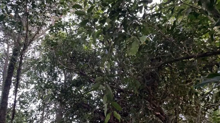 Plot for sale of 400 m² in Santo Antônio da Patrulha, RS, Brazil