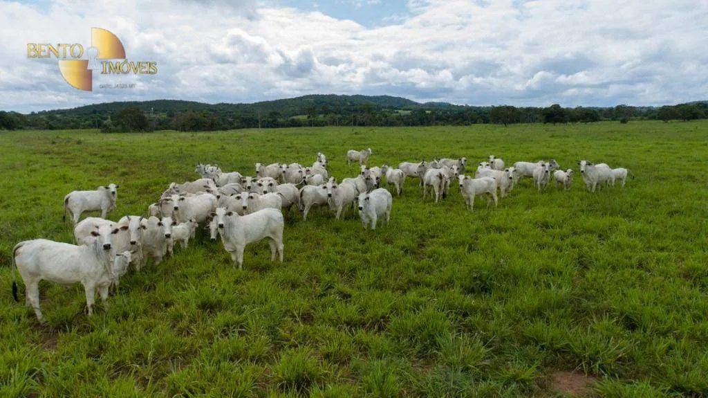 Fazenda à venda de 540 ha em Rosário Oeste, MT, Brasil