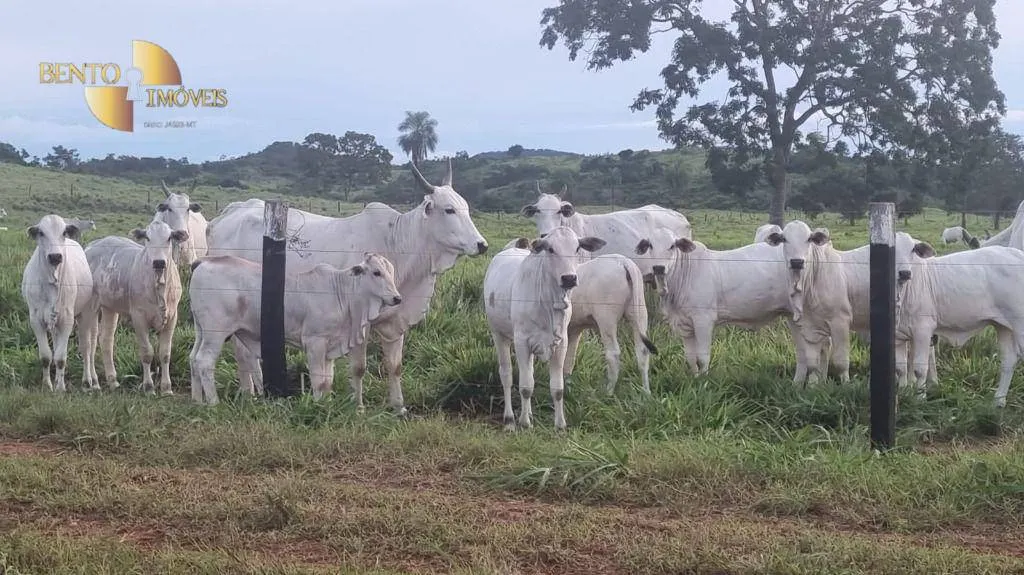 Fazenda à venda de 540 ha em Rosário Oeste, MT, Brasil