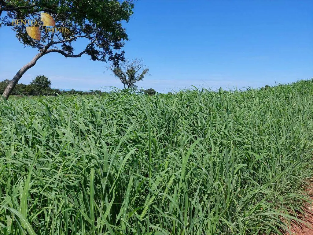 Fazenda à venda de 540 ha em Rosário Oeste, MT, Brasil