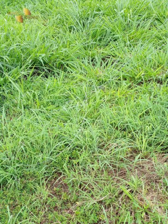 Fazenda à venda de 540 ha em Rosário Oeste, MT, Brasil