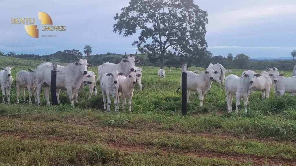 Fazenda à venda de 540 ha em Rosário Oeste, MT, Brasil