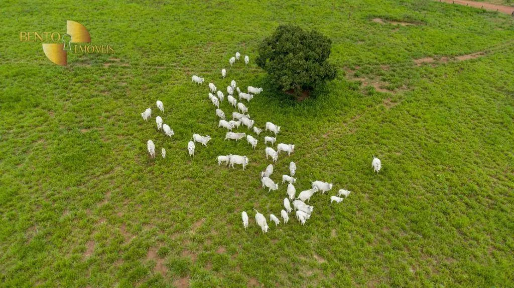 Fazenda à venda de 540 ha em Rosário Oeste, MT, Brasil
