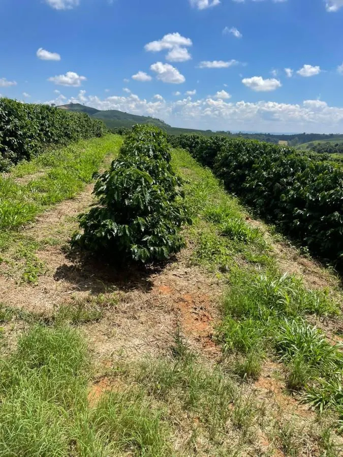 Farm for sale of 1,471 acres in Caconde, SP, Brazil