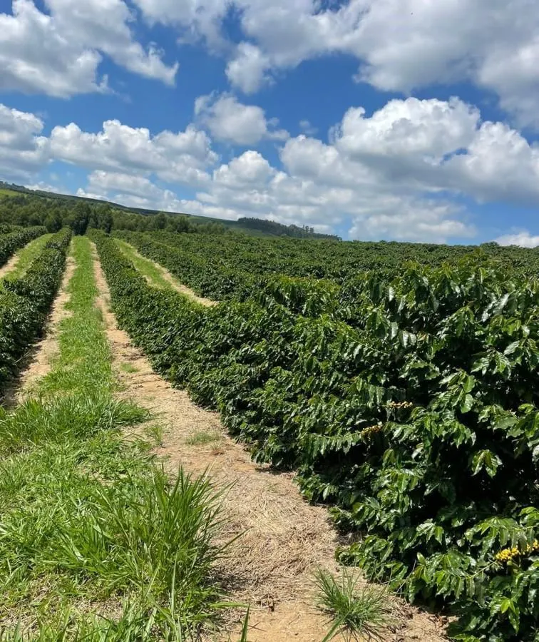 Farm for sale of 1,471 acres in Caconde, SP, Brazil