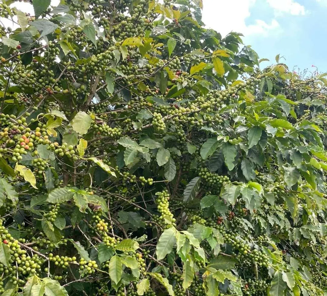 Farm for sale of 1,471 acres in Caconde, SP, Brazil