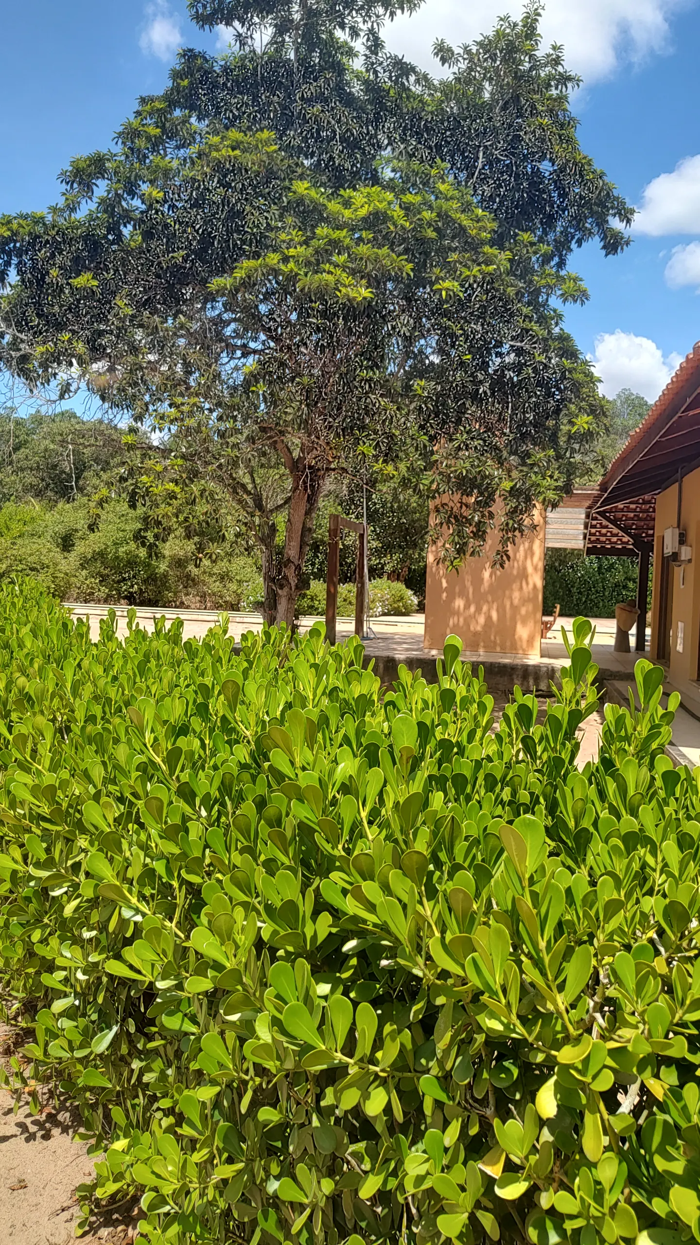 Chácara à venda e para Arrendar de 1 ha em Feira de Santana, BA, Brasil