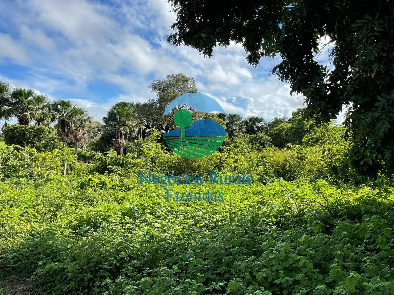Farm for sale of 2,629 acres in Porangatu, GO, Brazil