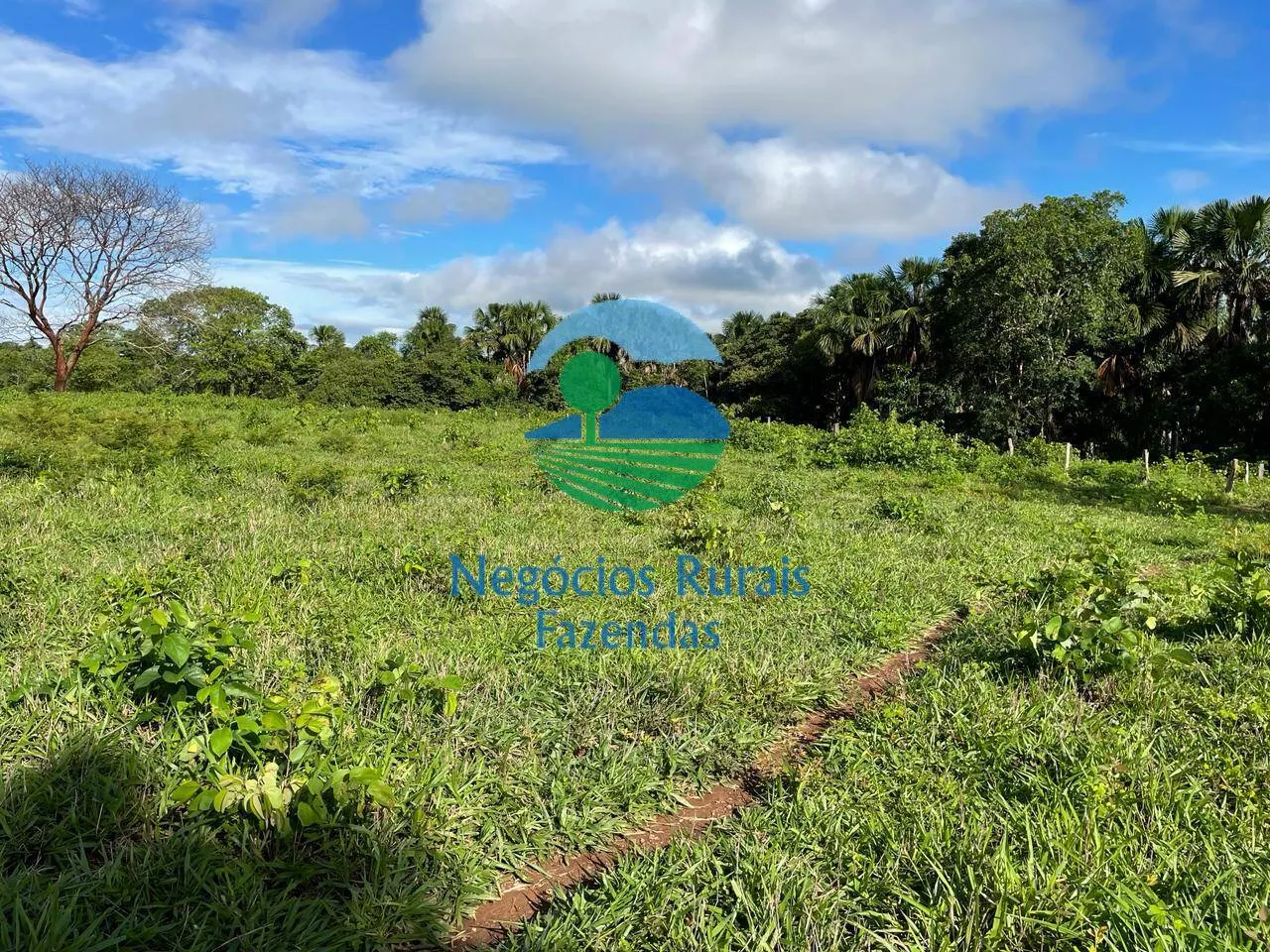 Farm for sale of 2,629 acres in Porangatu, GO, Brazil