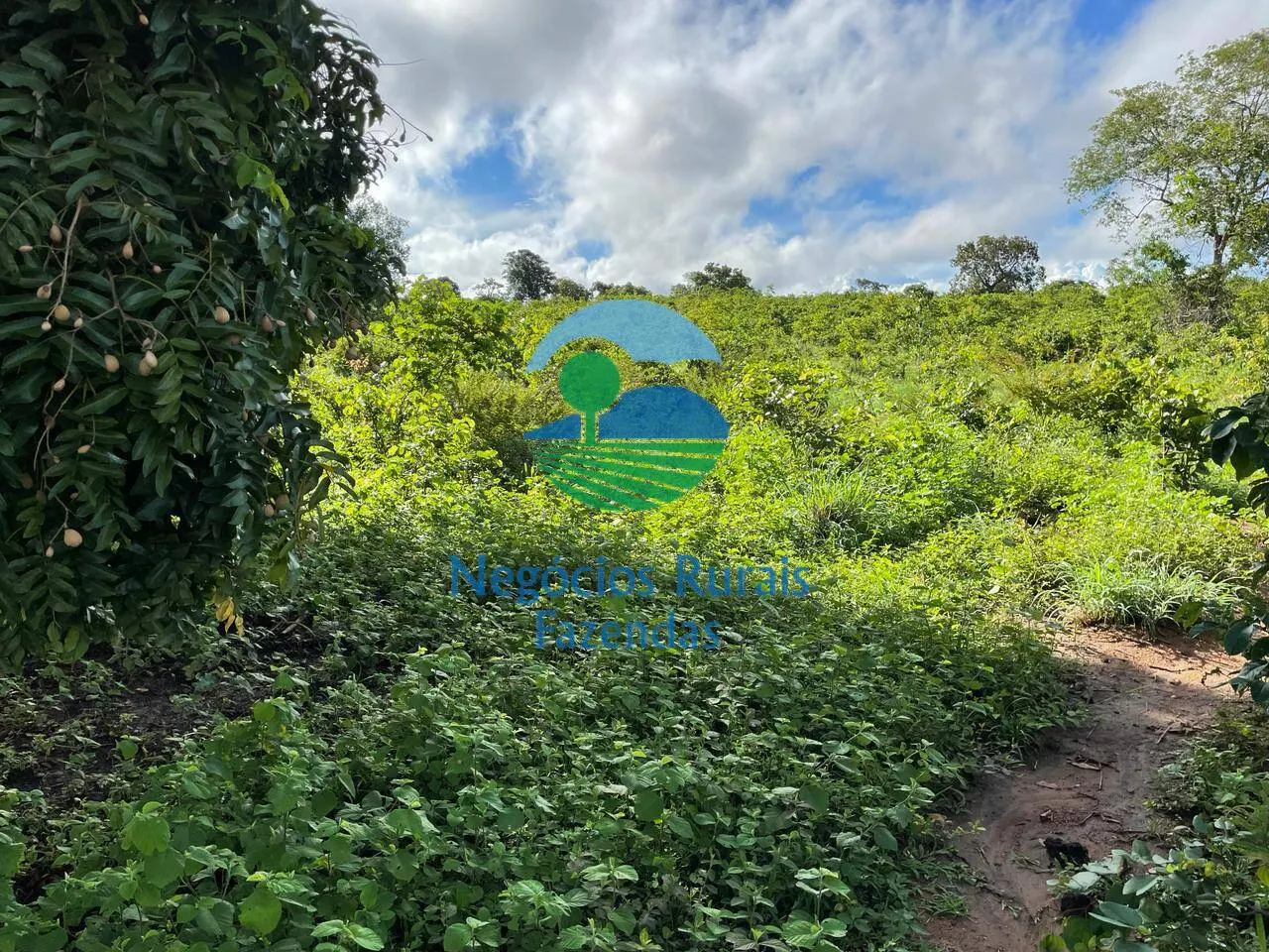 Farm for sale of 2,629 acres in Porangatu, GO, Brazil