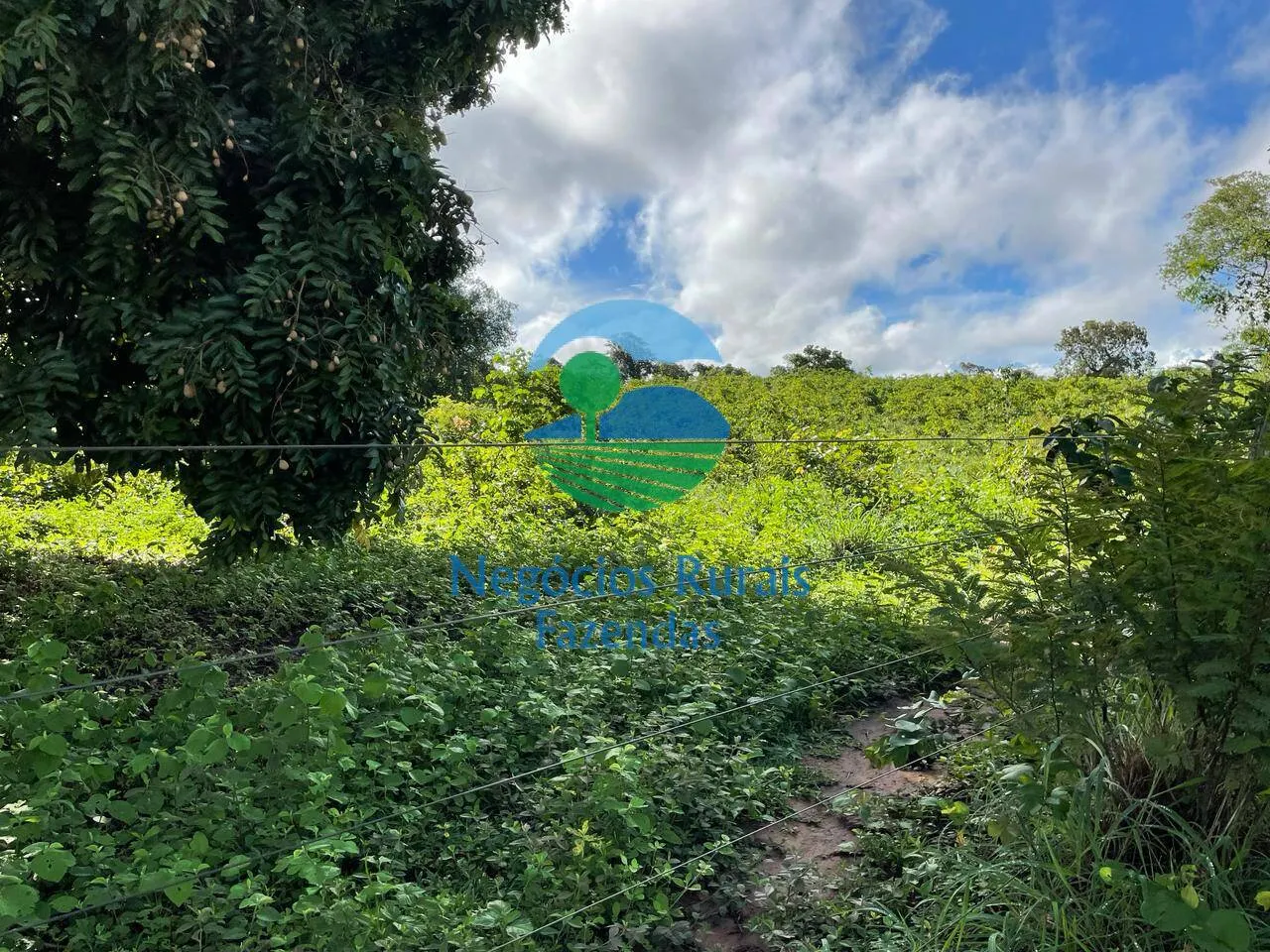 Farm for sale of 2,629 acres in Porangatu, GO, Brazil