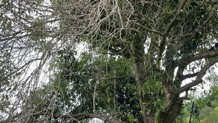 Chácara à venda de 3 ha em Taquara, RS, Brasil