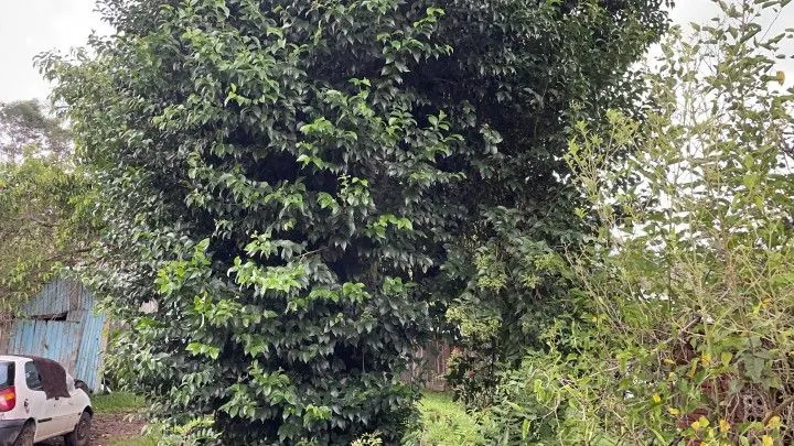 Chácara à venda de 3 ha em Taquara, RS, Brasil