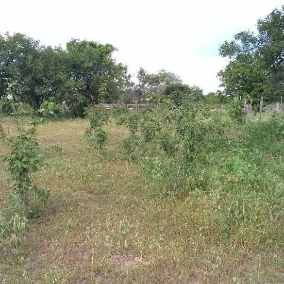 Fazenda à venda de 348 ha em Ibotirama, BA, Brasil