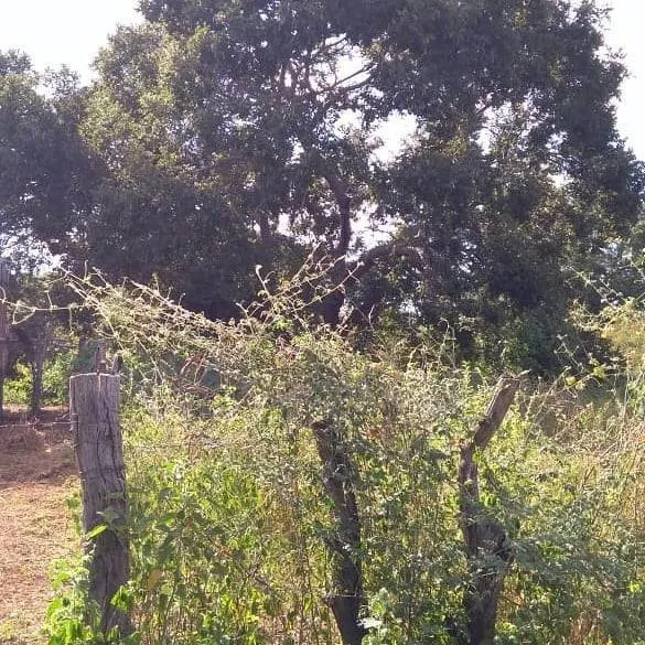 Fazenda à venda de 348 ha em Ibotirama, BA, Brasil