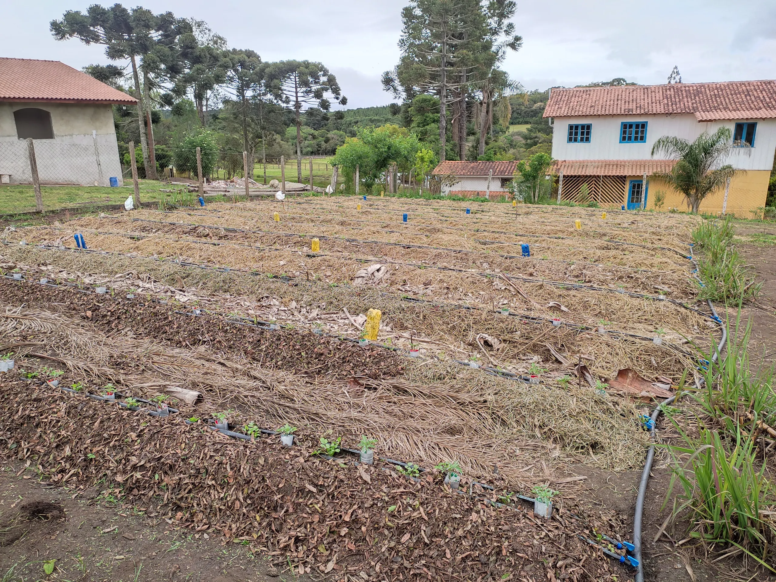 Small farm for sale of 8 acres in Tijucas do Sul, PR, Brazil