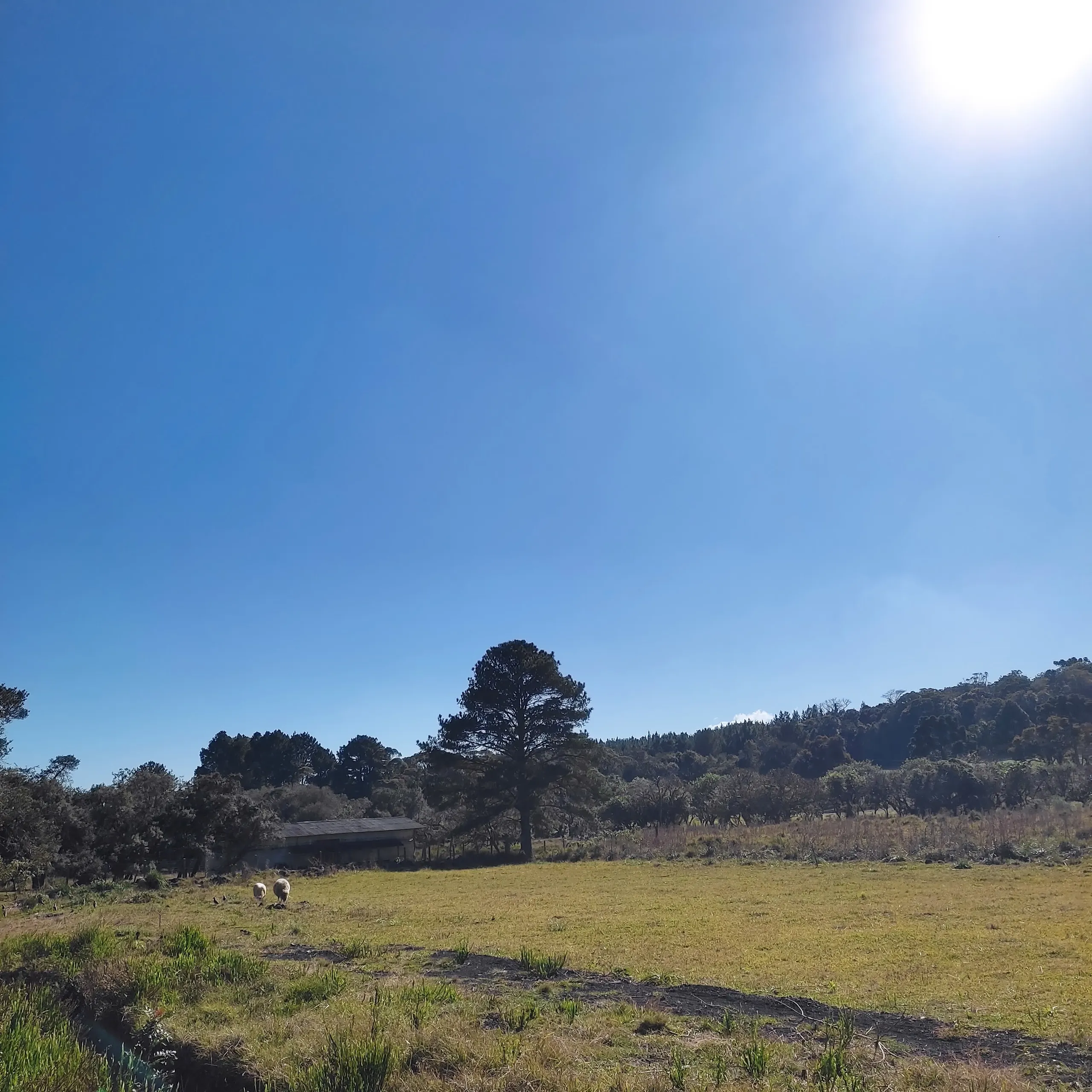 Small farm for sale of 8 acres in Tijucas do Sul, PR, Brazil