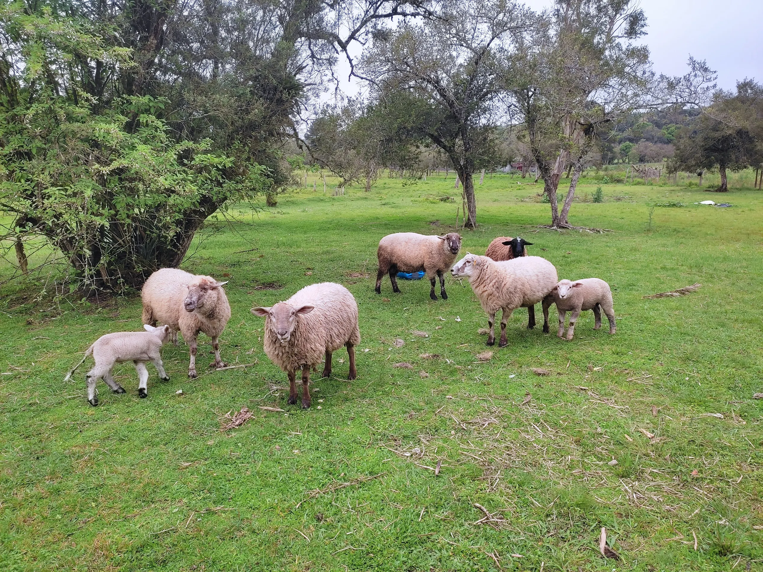 Small farm for sale of 8 acres in Tijucas do Sul, PR, Brazil