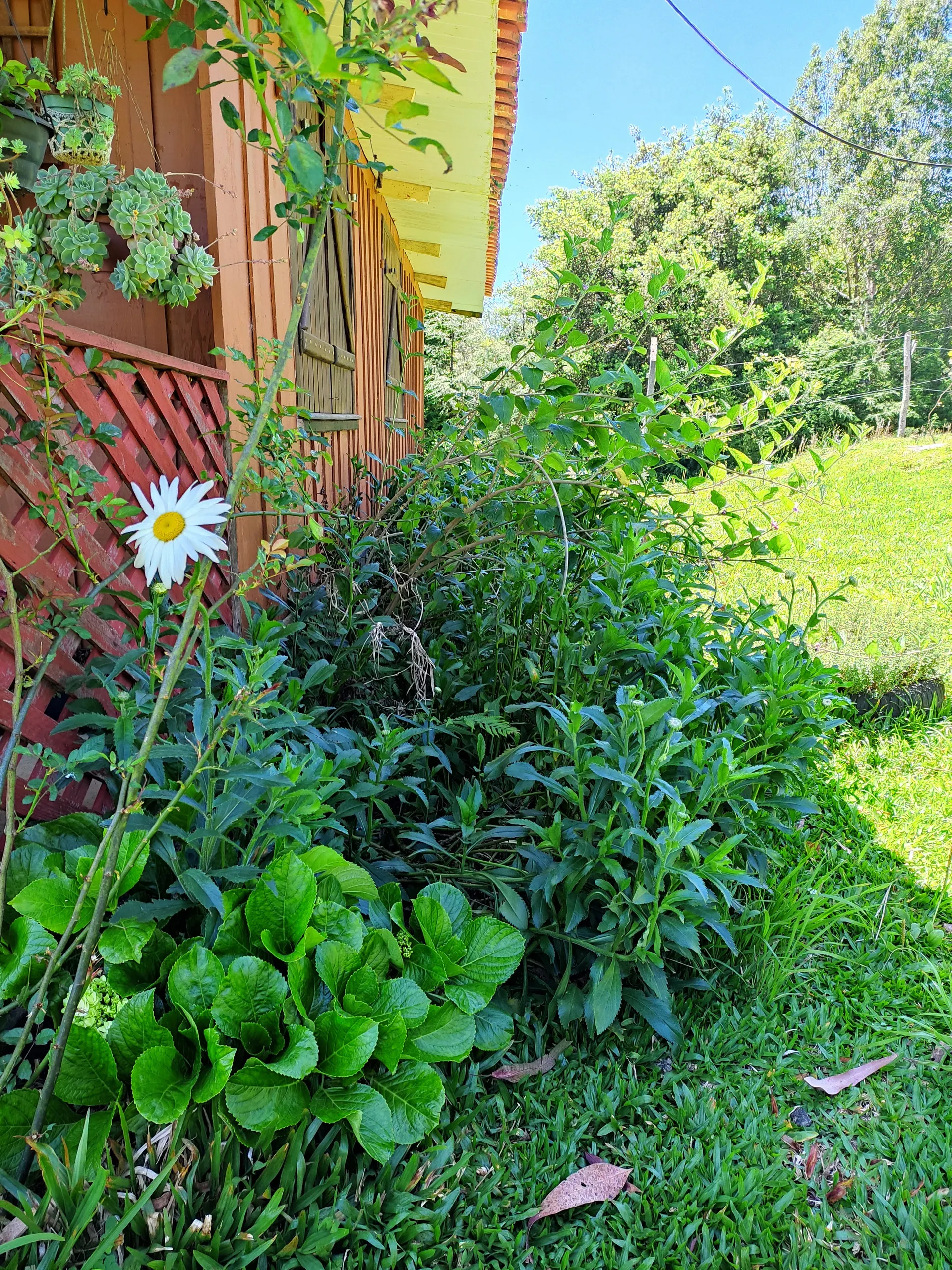 Small farm for sale of 8 acres in Tijucas do Sul, PR, Brazil