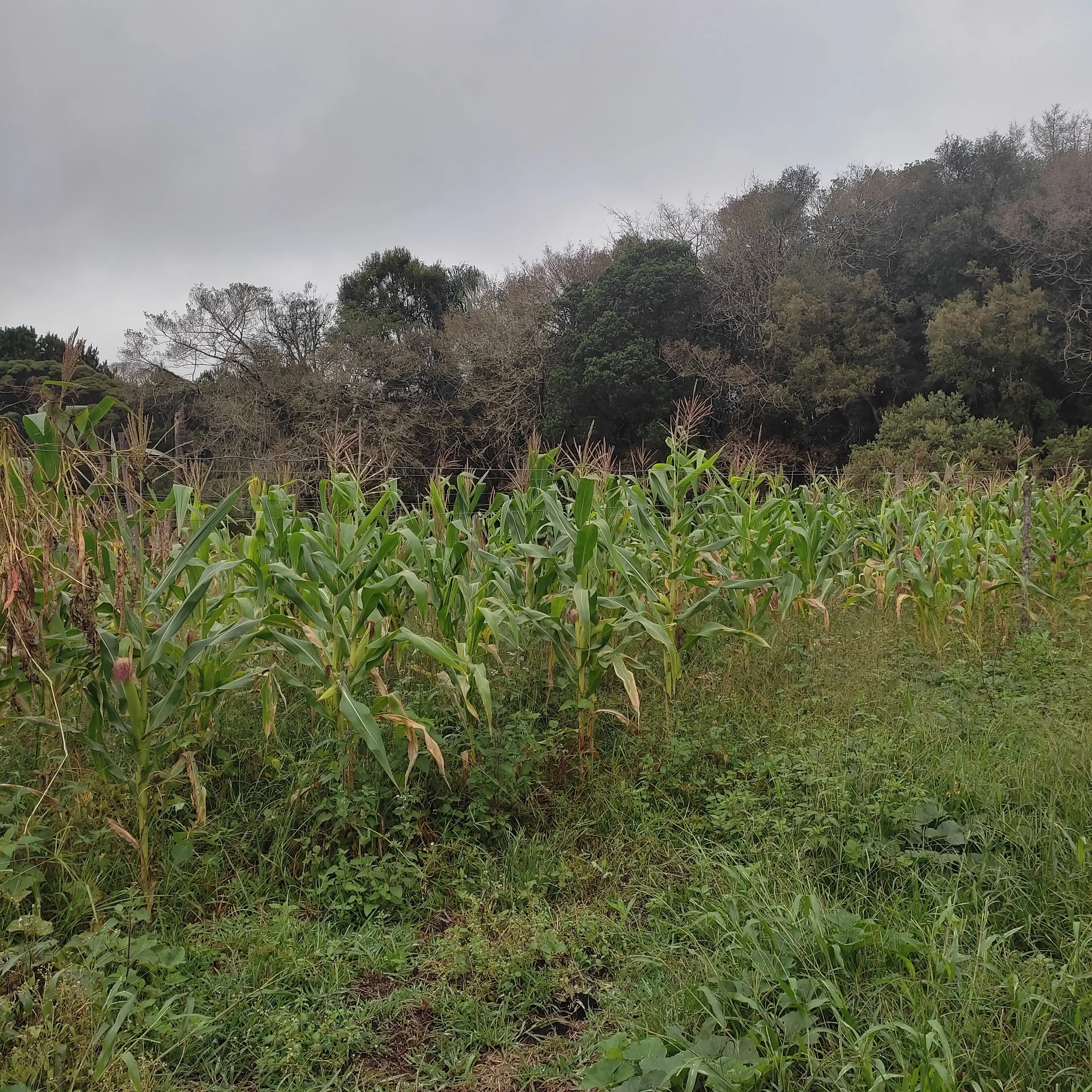 Small farm for sale of 8 acres in Tijucas do Sul, PR, Brazil