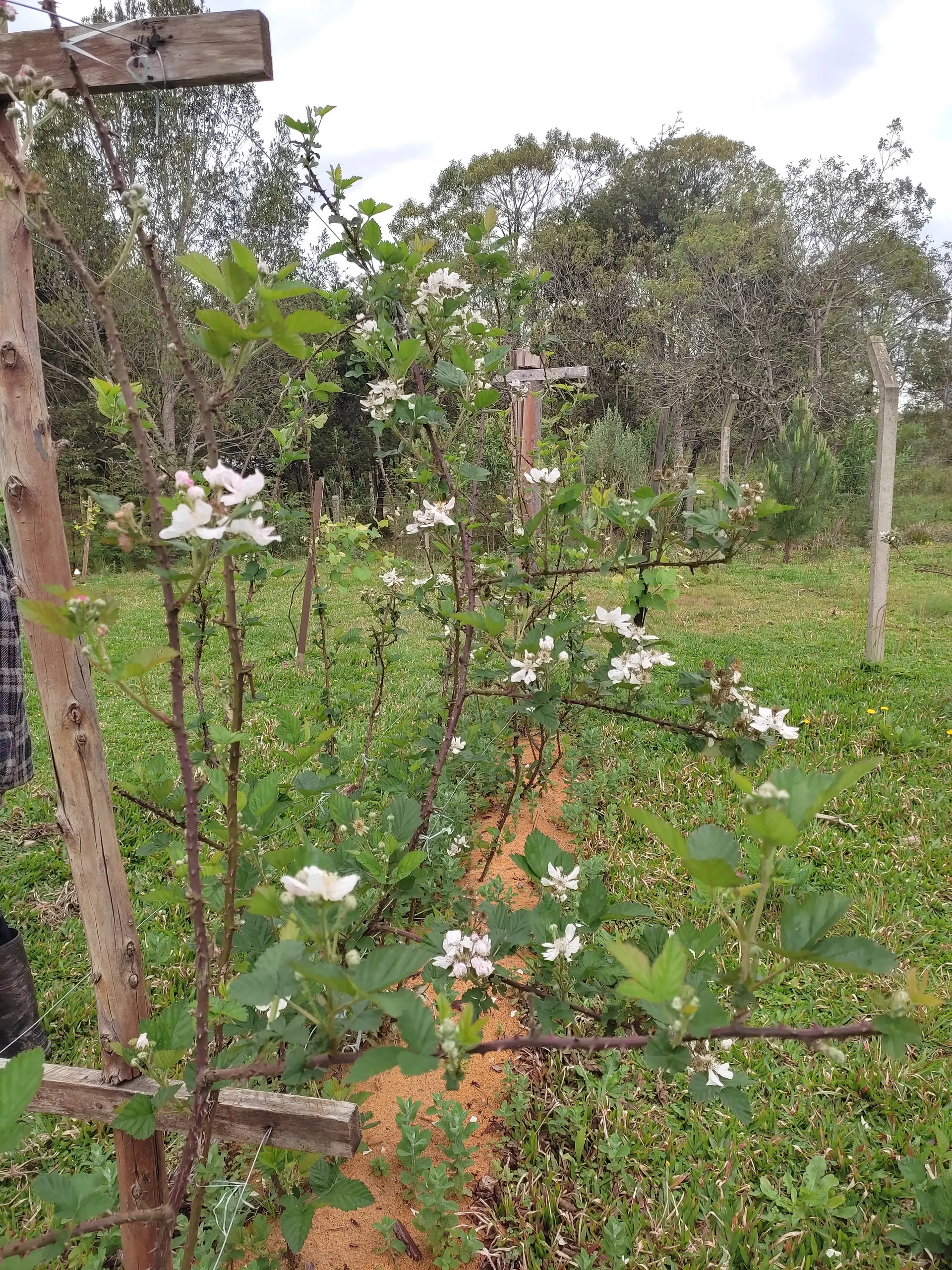 Small farm for sale of 8 acres in Tijucas do Sul, PR, Brazil