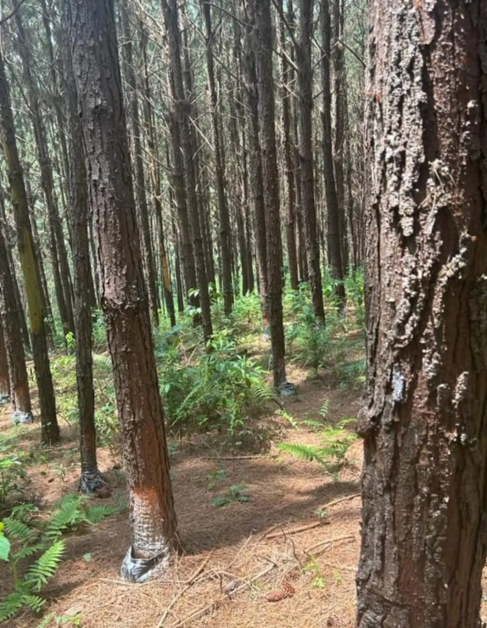 Chácara à venda de 19 ha em Capão Bonito, SP, Brasil