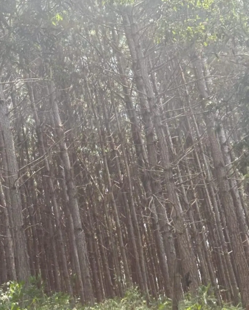 Chácara à venda de 19 ha em Capão Bonito, SP, Brasil