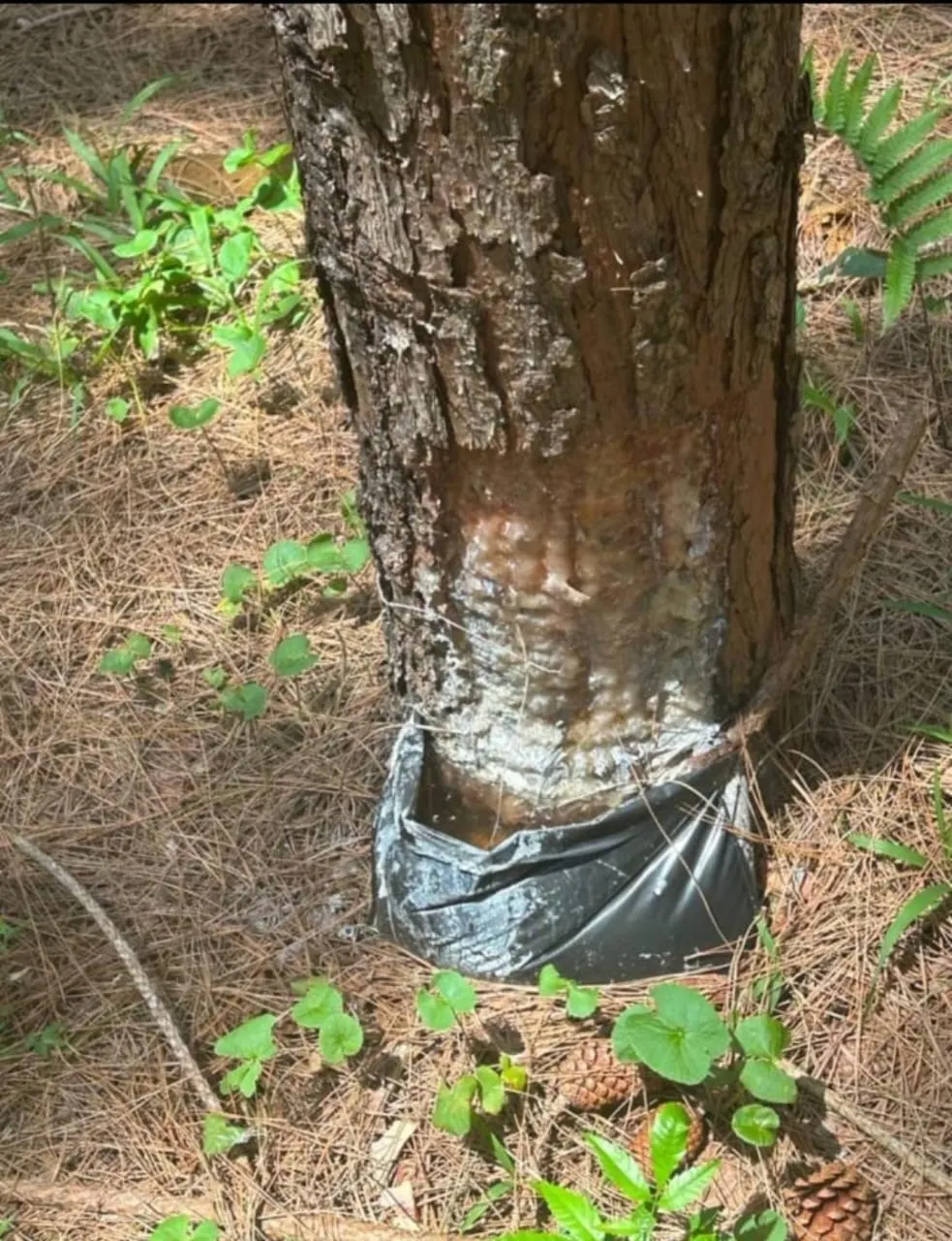 Chácara à venda de 19 ha em Capão Bonito, SP, Brasil