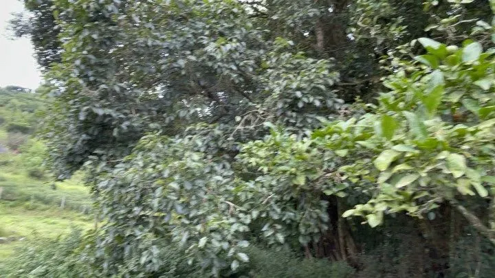 Country home for sale of 10 acres in Caraá, RS, Brazil
