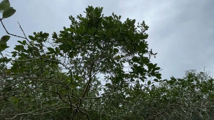 Country home for sale of 10 acres in Caraá, RS, Brazil