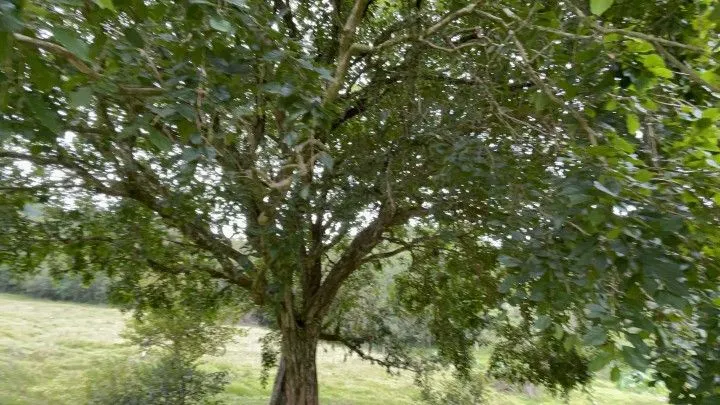 Country home for sale of 10 acres in Caraá, RS, Brazil