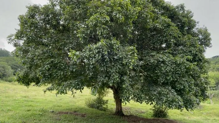 Country home for sale of 10 acres in Caraá, RS, Brazil